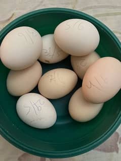 Goldenbuff hen eggs | 100% pure bread egg