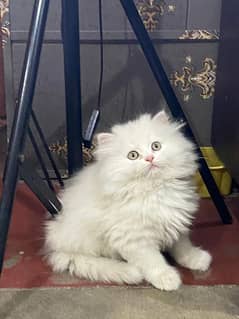 Persian kittens and cats available