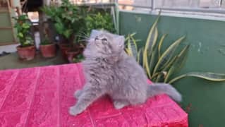 ALi PET SHOP Persian kittens and cats available 03250992331