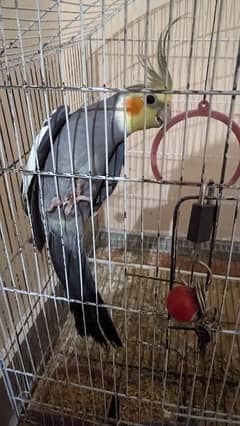cockatiel  parrot