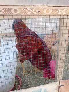 Hens Pair For sale