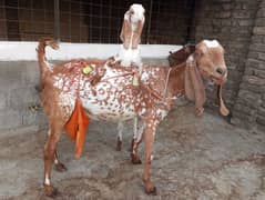 Makhi Cheni Goat For sale