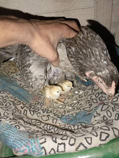 aseel/hen aseel/murgi kurk/hen aseel/chicks aseel hen with chicks