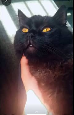 Black Persian cat for sale