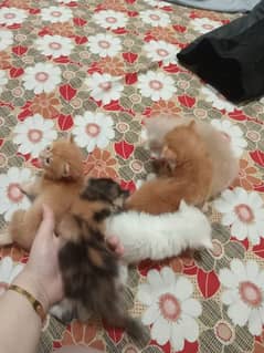 Persian kittens male and female for sale triple coat 12k each