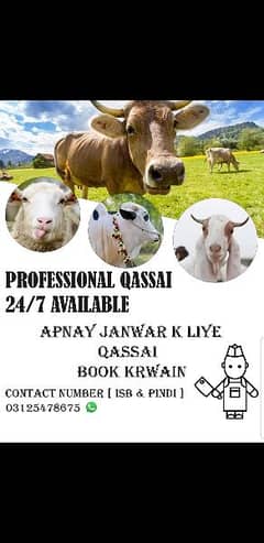 professional qassai available