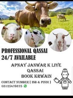 professional qassai Available