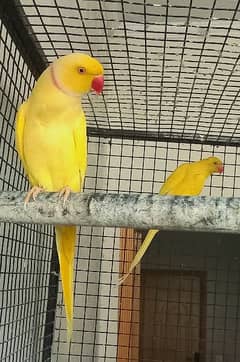 yellow parrot breeder pair