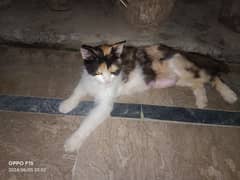 For sale cat