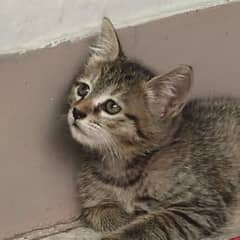 cute little baby gray stripes kitten