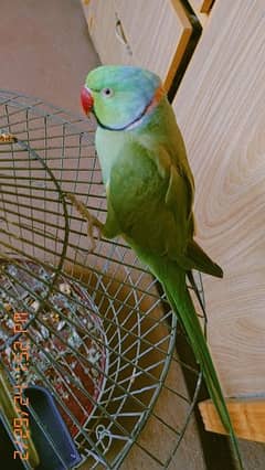 Ring neck parrot