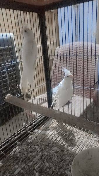 Eno cockatiel and Lovebirds breeder pair for sale 1