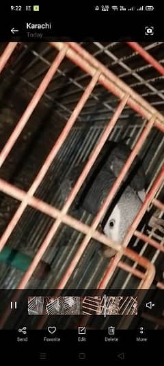 timi gray parrot