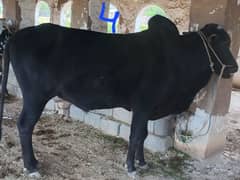 Qurbani bulls for sale