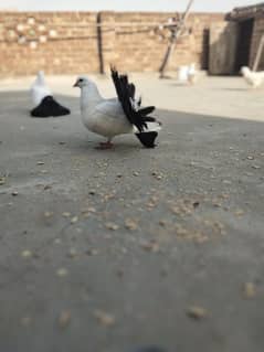 pigeon world