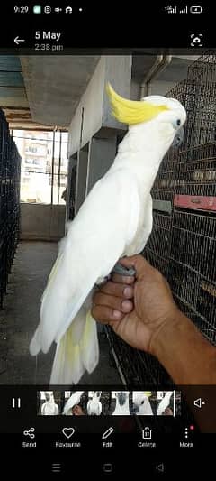 medium sulfer cockatoo female