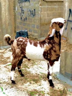 2 dant fresh beautifull goat