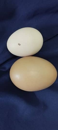 suseex fertile eggs