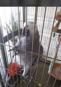 grey parrot talking starting 1year age with pinjra