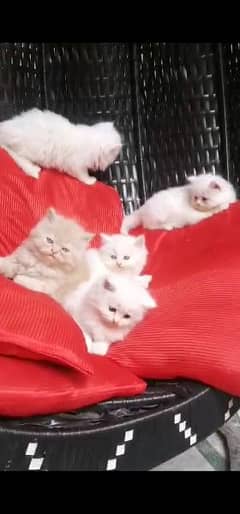 Persian kitten triple coated