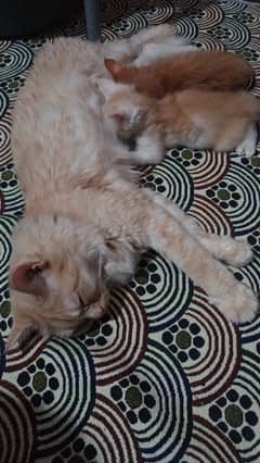 Pure Golden Persian Cat with kittens