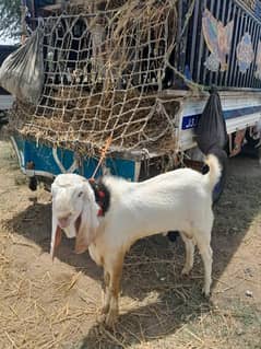 sale of male goat pair for Eid