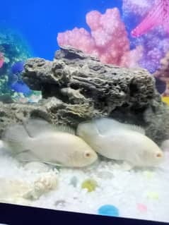FISH PAIR FOR SALE