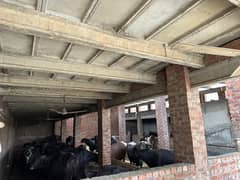 cattle farm + dairy farm for rent