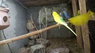 Australian parrots sale 3 pair hen par pair 650 ka hy breader hen