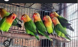 Beautiful parrots for sale.