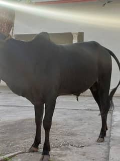 2wanda bull for sale.