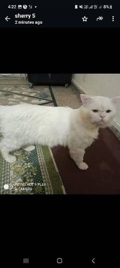 golden eyes pure white male cat