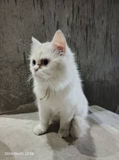 Persian  cat  in  Blue  Eyes  triple  code  female      03245009331