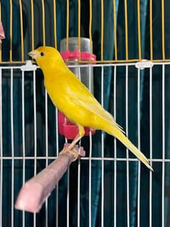 Canary Singing Bird