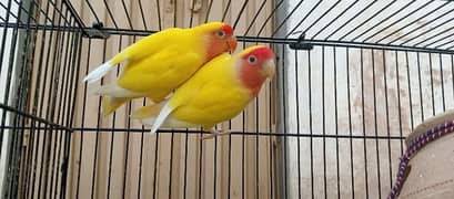 Lutino Red Eyes Love Birds Breeder Pair
