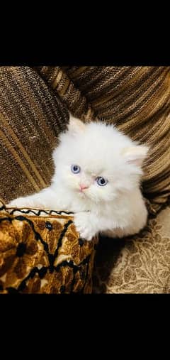 5 baby's available 03239854645 persian punch face baby's  ماشاءاللّٰه