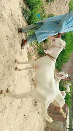 Rajan puri white goats ,03490616548