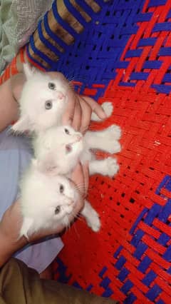 5 Persian Cats 2 month old