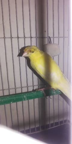 canary Female egg laying