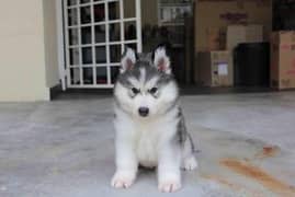 Siberian Husky puppy wolly coat heavy bone structure puppies available