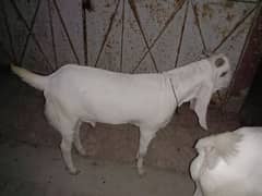 Agha's Goat's Form
