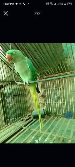 Breeder Female Raw Parrot