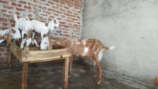 2 Goat aur بکری کے بچے for sale