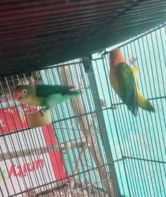 Love birds (parblue, green euwing, blue fishri, green fisher, albino