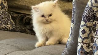 Adorable 4 coat Persian Kitten Seeking Loving Home