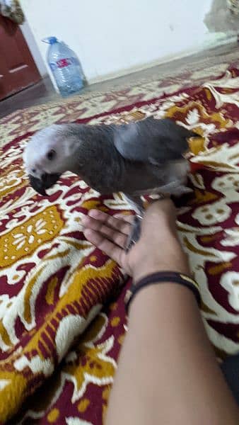 grey parrot