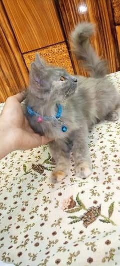 Persian kitten of 6 months