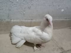 pigeon chick for sale