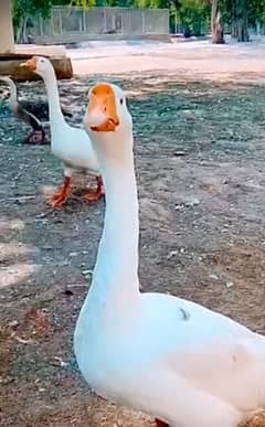 Good duck piar
