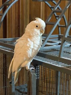 Goffin cockatoo tamed
